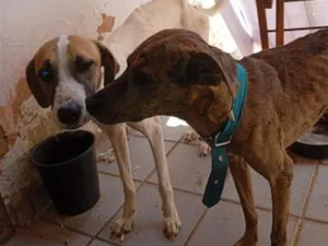 Cachorro raça SRD-ViraLata idade 2 anos nome Maltine/tina 