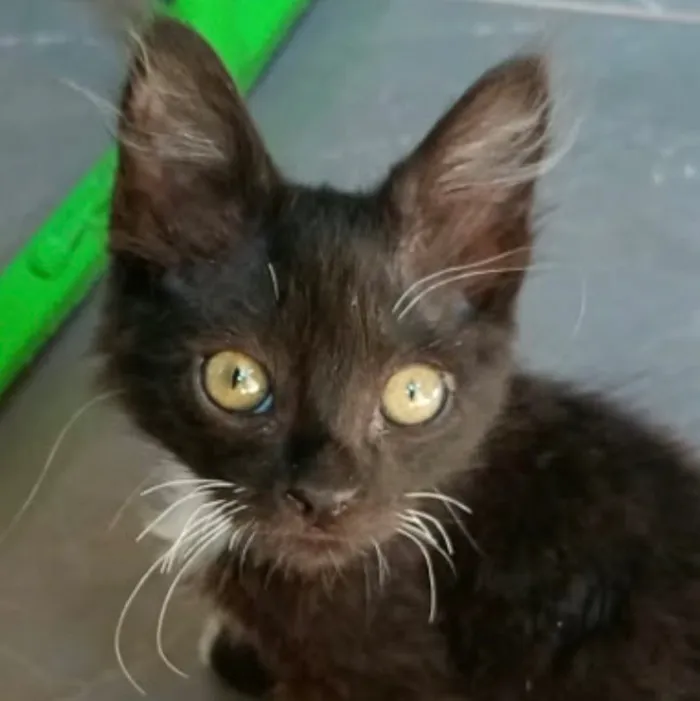 Gato raça SRD-ViraLata idade 2 a 6 meses nome Billy
