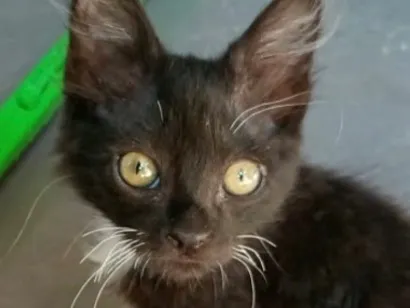 Gato raça SRD-ViraLata idade 2 a 6 meses nome Billy