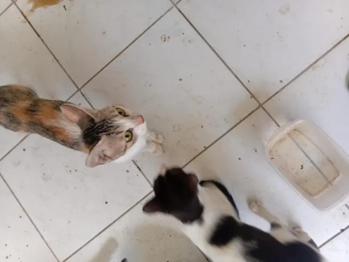 Gato raça SRD-ViraLata idade 2 a 6 meses nome sem nome 