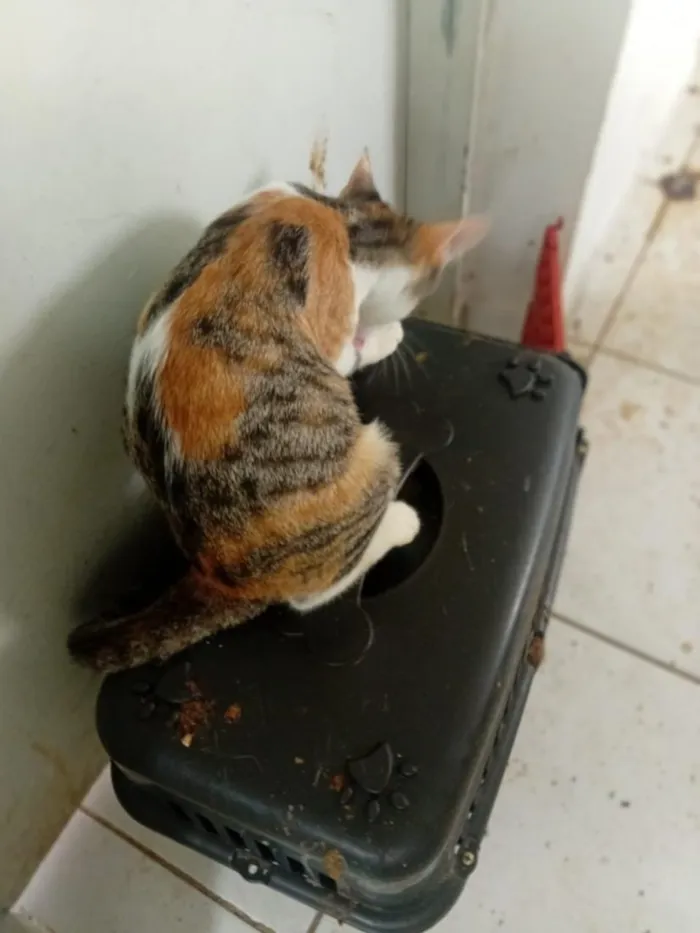 Gato raça SRD-ViraLata idade 2 a 6 meses nome sem nome 