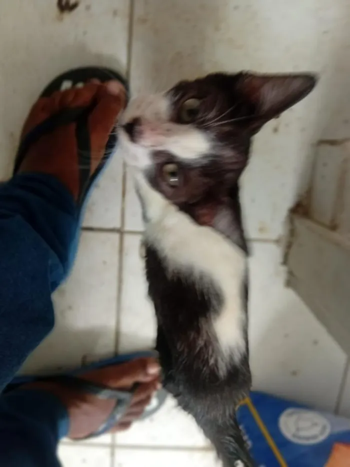 Gato raça SRD-ViraLata idade 2 a 6 meses nome sem nome 