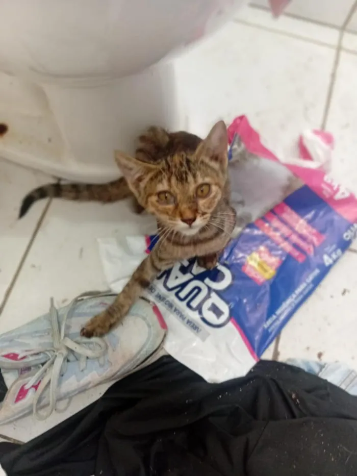 Gato raça SRD-ViraLata idade 2 a 6 meses nome sem nome 