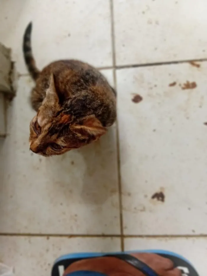 Gato raça SRD-ViraLata idade 2 a 6 meses nome sem nome 