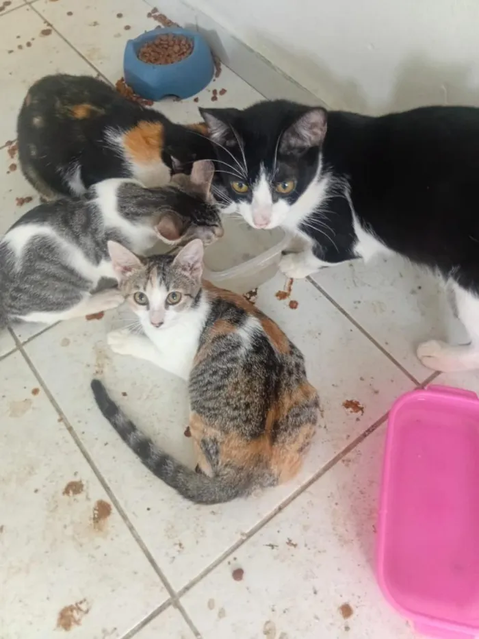 Gato raça SRD-ViraLata idade 2 a 6 meses nome sem nome 