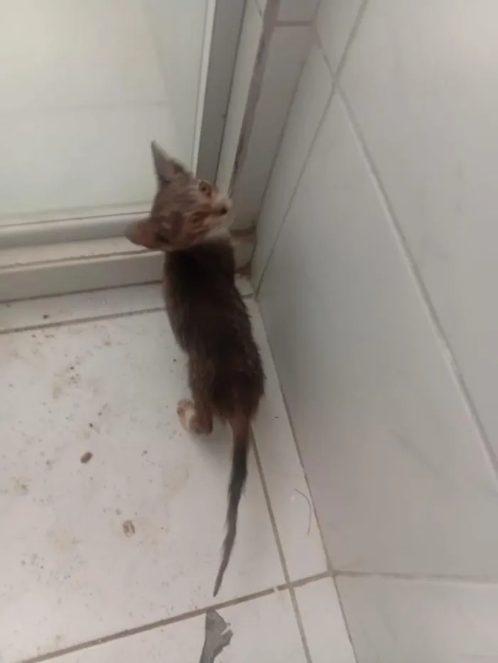 Gato raça SRD-ViraLata idade 2 a 6 meses nome sem nome 