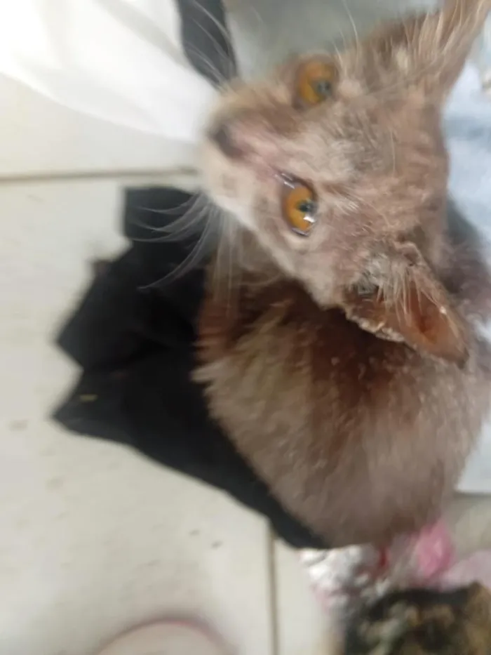Gato raça SRD-ViraLata idade 2 a 6 meses nome sem nome 