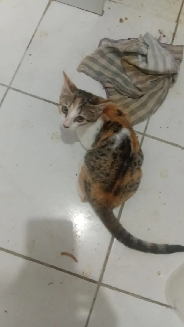 Gato raça SRD-ViraLata idade 2 a 6 meses nome sem nome 