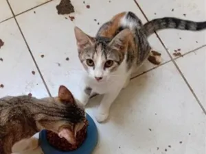 Gato raça SRD-ViraLata idade 2 a 6 meses nome sem nome 