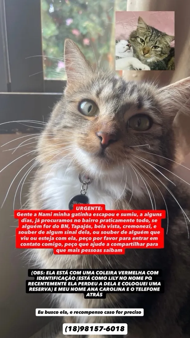 Gato raça SRD-ViraLata idade 2 anos nome Nami