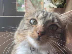 Gato raça SRD-ViraLata idade 2 anos nome Nami