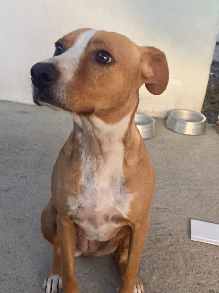 Cachorro raça SRD-ViraLata idade 2 anos nome Mel 