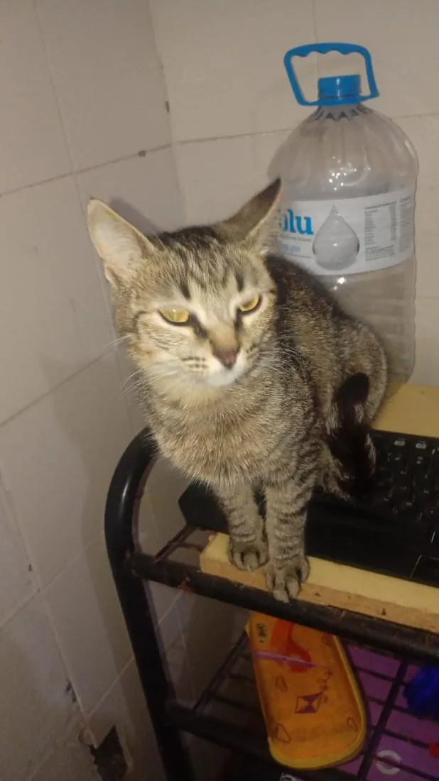Gato raça SRD-ViraLata idade 2 anos nome 5 gatos 4 machos 1 fêmea.