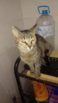 5 gatos 4 machos 1 fêmea.