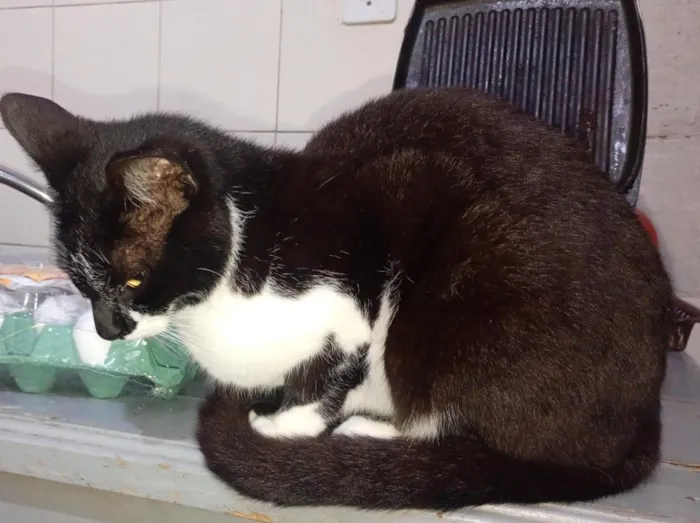 Gato raça SRD-ViraLata idade 2 anos nome 5 gatos 4 machos 1 fêmea.