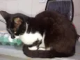5 gatos 4 machos 1 fêmea.