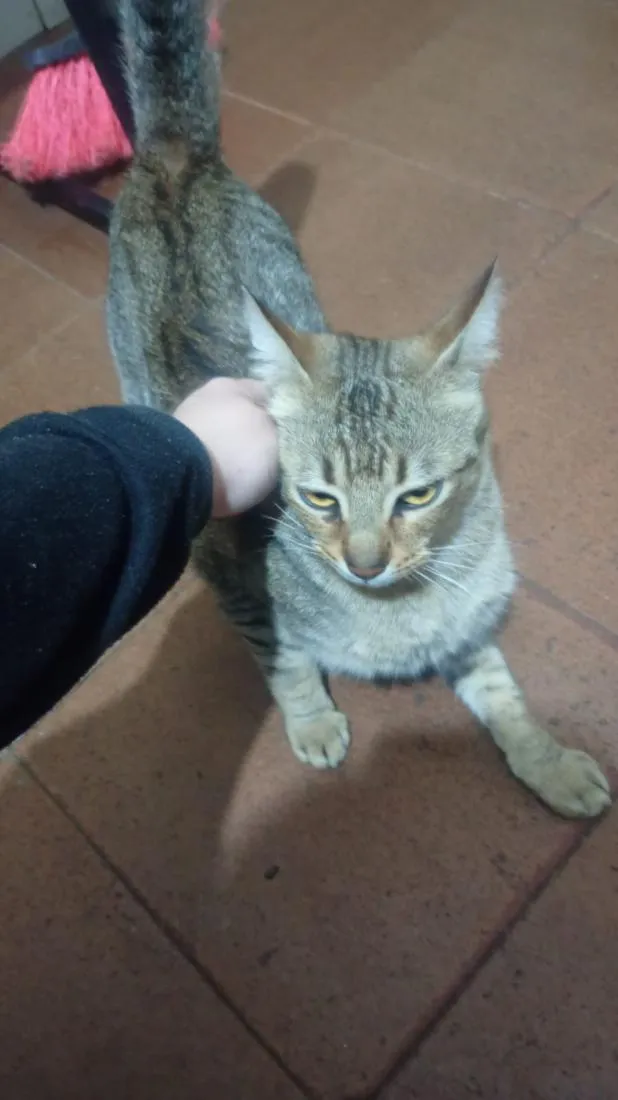 Gato raça SRD-ViraLata idade 2 anos nome 5 gatos 4 machos 1 fêmea.