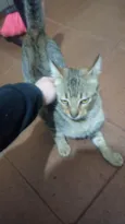 5 gatos 4 machos 1 fêmea.