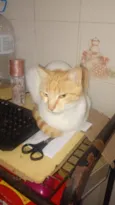 5 gatos 4 machos 1 fêmea.