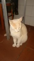 5 gatos 4 machos 1 fêmea.