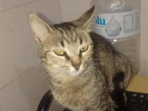 Gato raça SRD-ViraLata idade 2 anos nome 5 gatos 4 machos 1 fêmea.