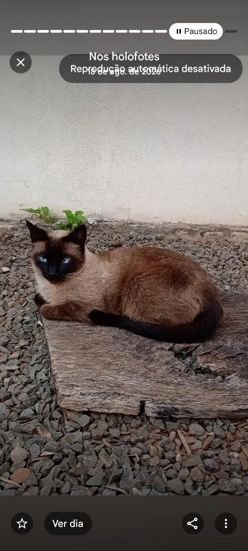 Gato raça Siamês idade 1 ano nome BLUE