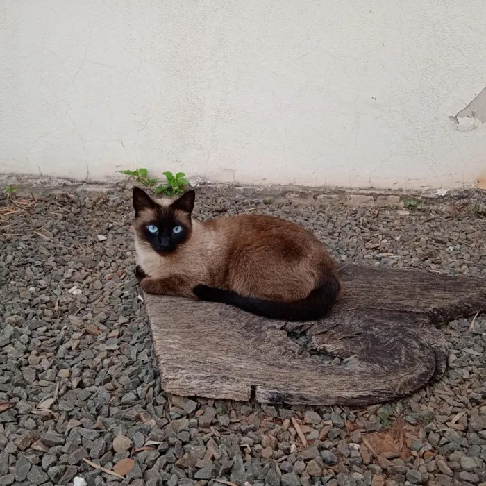 Gato raça Siamês idade 1 ano nome BLUE