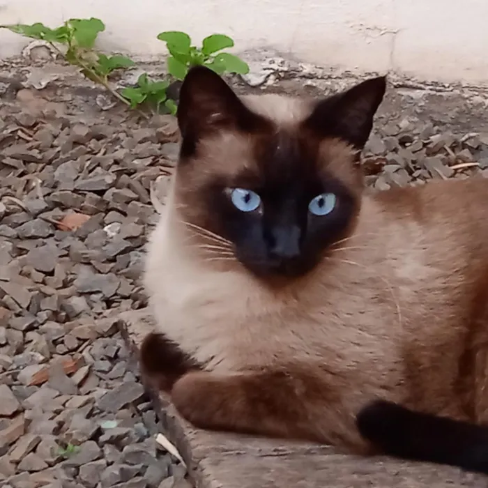 Gato raça Siamês idade 1 ano nome BLUE