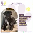 Bazooka