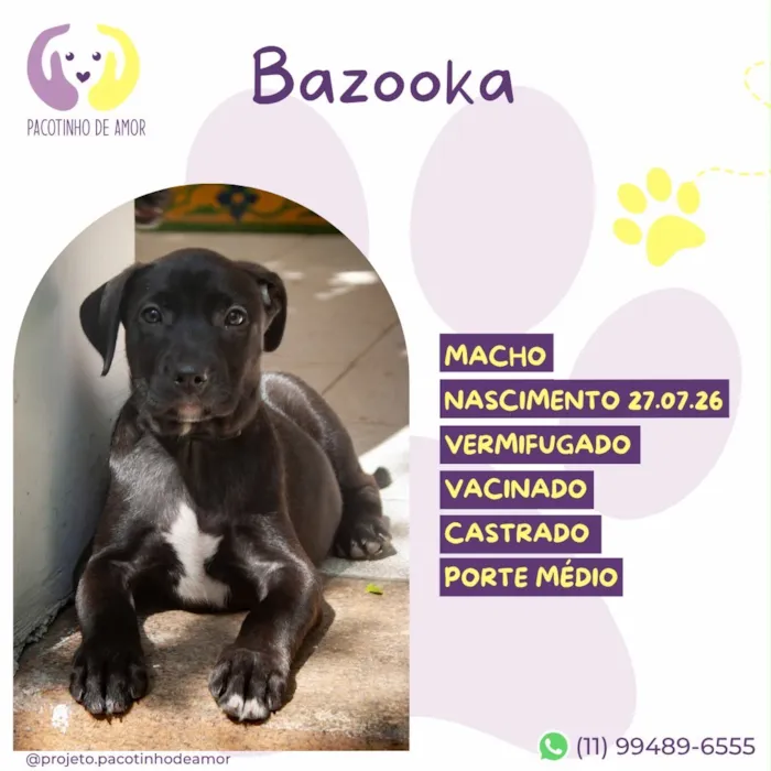 Cachorro raça SRD-ViraLata idade 2 a 6 meses nome Bazooka