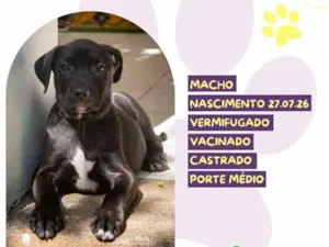 Cachorro raça SRD-ViraLata idade 2 a 6 meses nome Bazooka