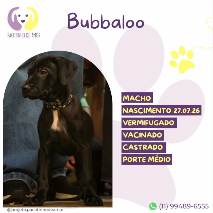 Cachorro raça SRD-ViraLata idade 2 a 6 meses nome Bubbaloo