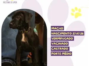Cachorro raça SRD-ViraLata idade 2 a 6 meses nome Bubbaloo