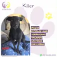 Killer