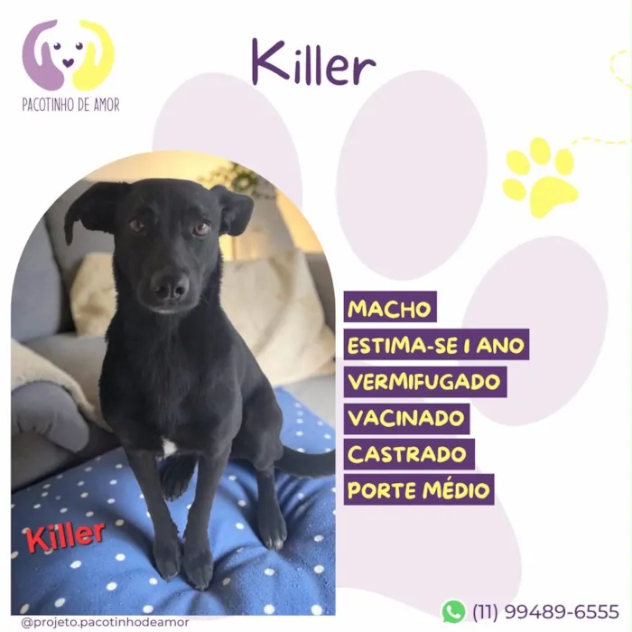 Cachorro raça SRD-ViraLata idade 1 ano nome Killer