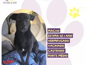 Cachorro raça SRD-ViraLata idade 1 ano nome Killer