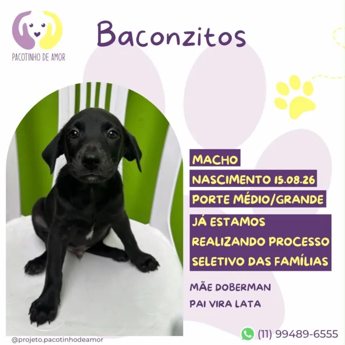 Cachorro raça SRD-ViraLata idade 2 a 6 meses nome Baconzitos