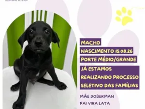 Cachorro raça SRD-ViraLata idade 2 a 6 meses nome Baconzitos