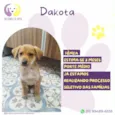 Dakota