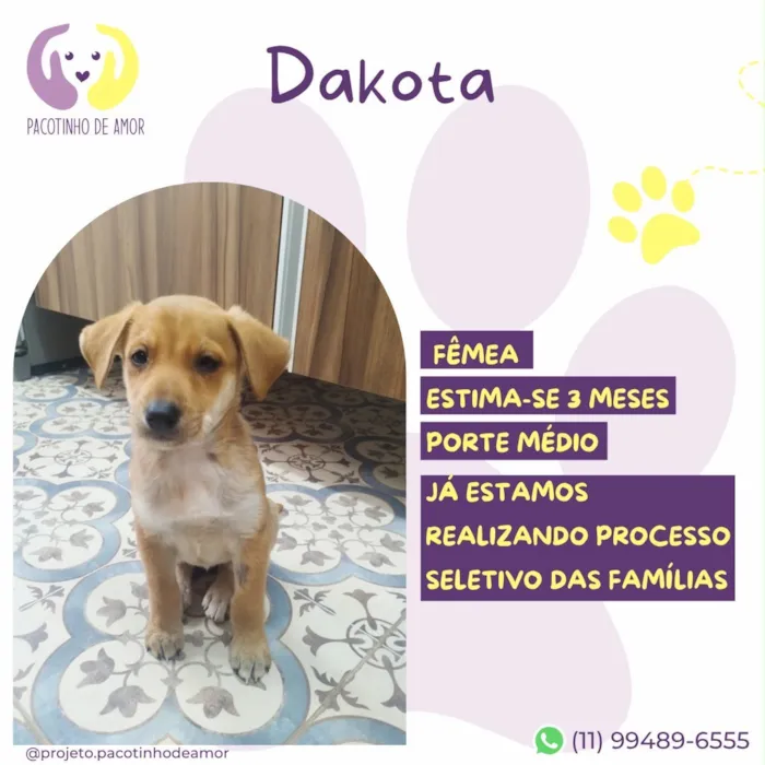 Cachorro raça SRD-ViraLata idade 2 a 6 meses nome Dakota