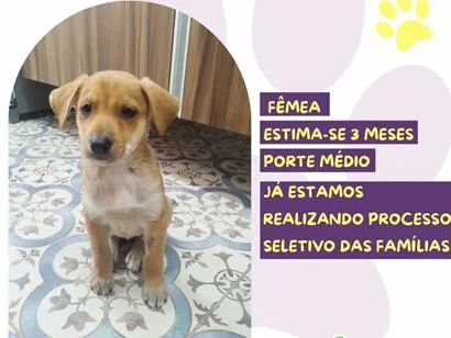 Cachorro raça SRD-ViraLata idade 2 a 6 meses nome Dakota