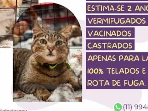Gato raça SRD-ViraLata idade 2 anos nome Leona e Freddy