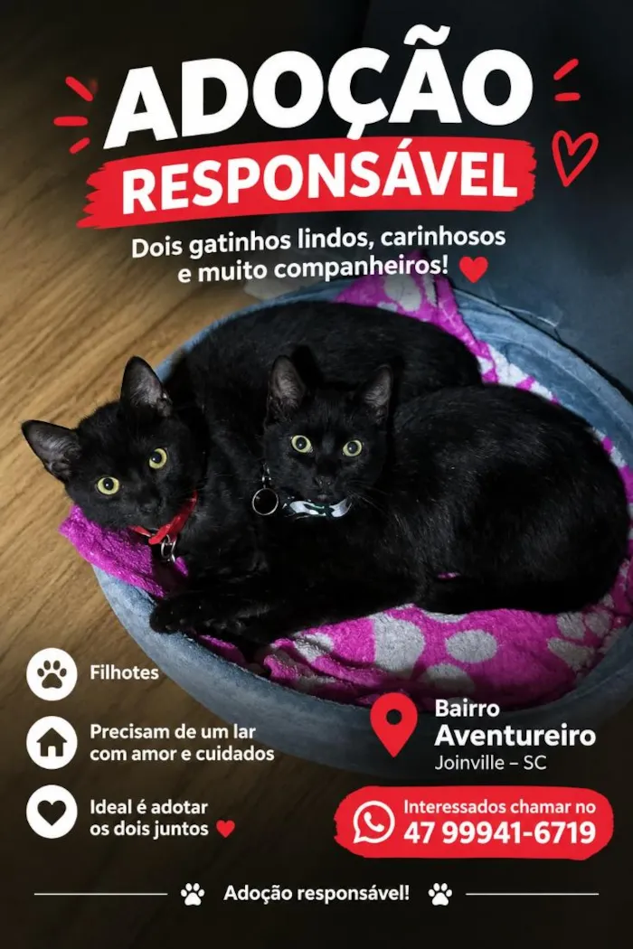 Gato raça SRD-ViraLata idade 2 a 6 meses nome Miles e Batman 