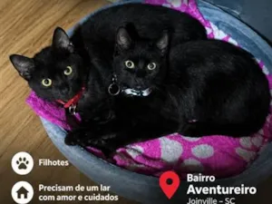Gato raça SRD-ViraLata idade 2 a 6 meses nome Miles e Batman 