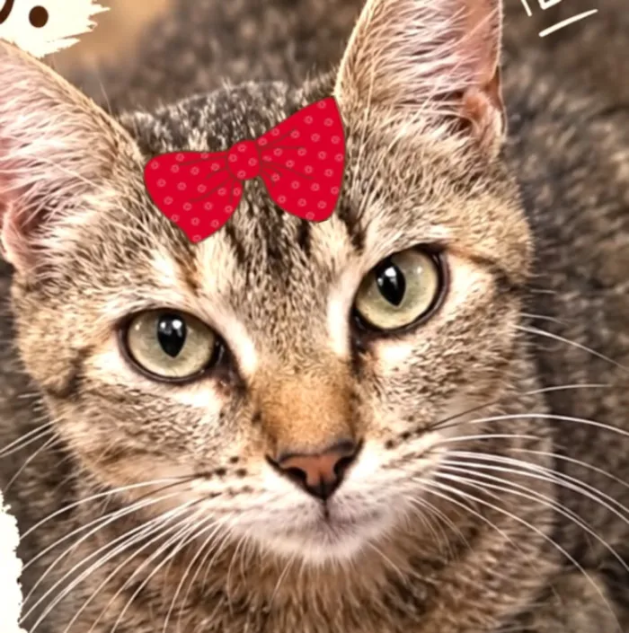Gato raça SRD-ViraLata idade 1 ano nome Tina