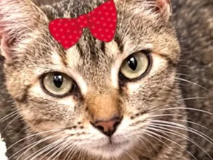 Gato raça SRD-ViraLata idade 1 ano nome Tina