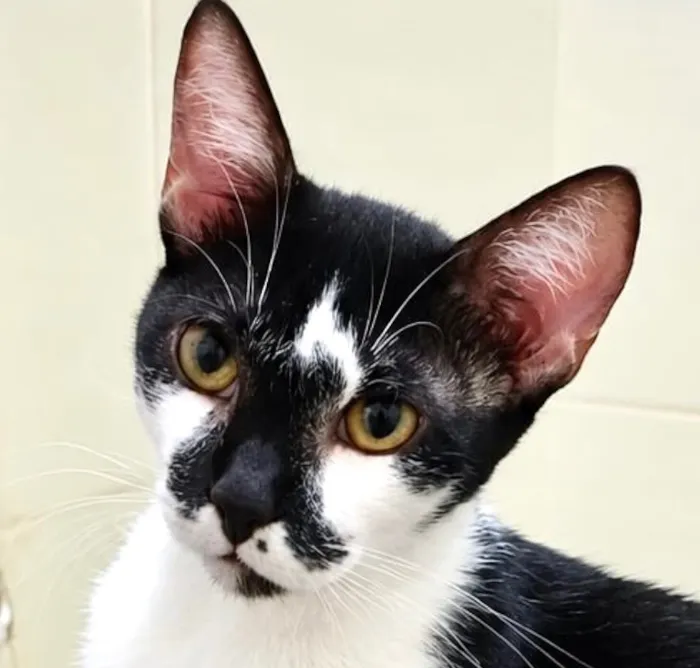 Gato raça SRD-ViraLata idade 1 ano nome Fred