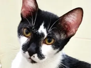 Gato raça SRD-ViraLata idade 1 ano nome Fred