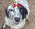 Suzi