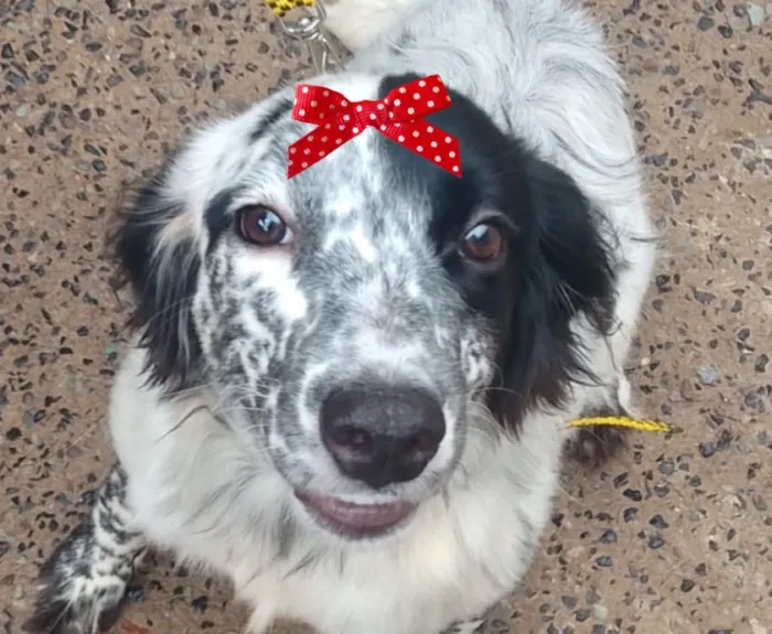 Cachorro raça SRD-ViraLata idade 7 a 11 meses nome Suzi